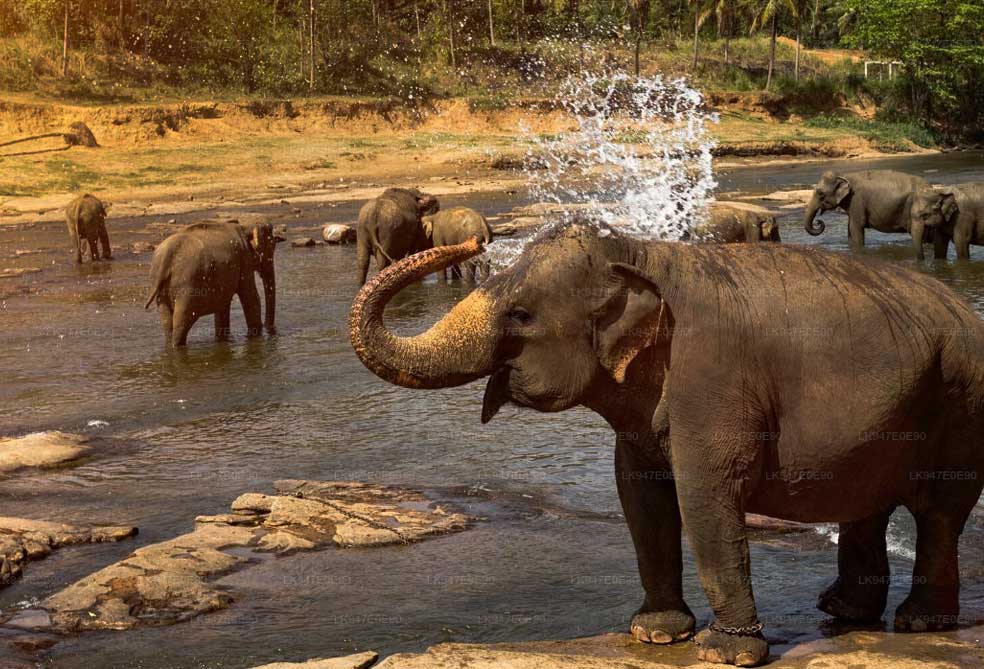Haritha Lanka Tours